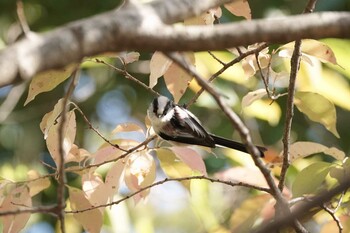 2021年11月17日(水) 秋ヶ瀬公園の野鳥観察記録