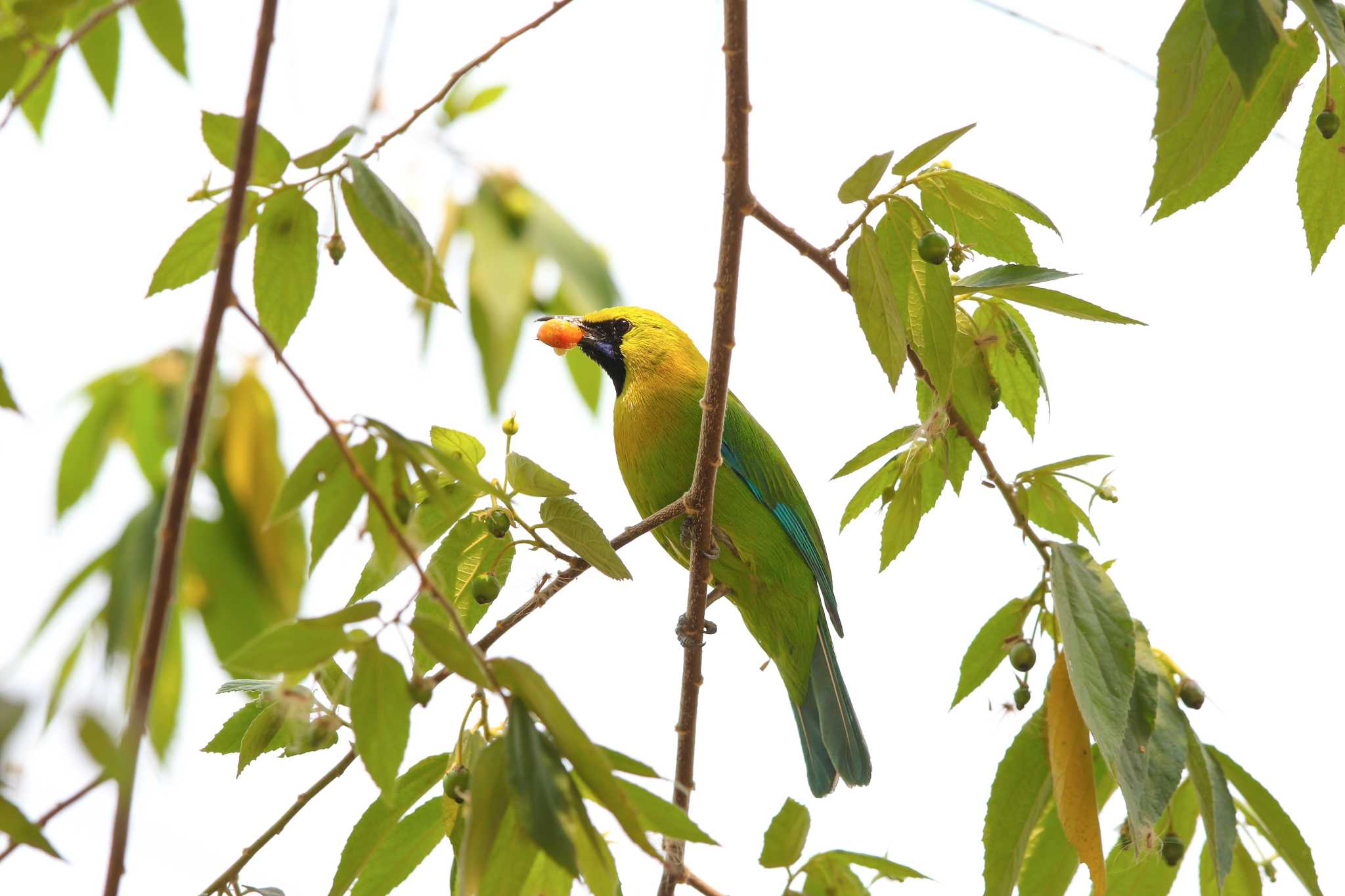 Photo of Blue-winged Leafbird at Wat Tham Chiang Dao Temple by Trio