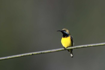 Garden Sunbird Osmena Peak Wed, 5/3/2017