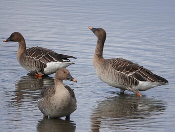 Taiga Bean Goose Kabukuri Pond Mon, 11/15/2021