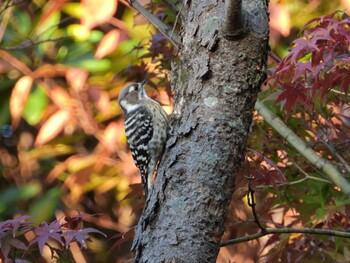 Japanese Pygmy Woodpecker 四ツ池公園 Sat, 11/13/2021