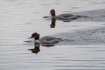 2021年11月17日(水) 西岡公園(西岡水源地)の野鳥観察記録