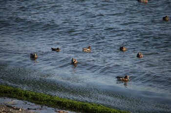 Eurasian Wigeon 尾津干拓地(山口県岩国市) Sun, 11/14/2021