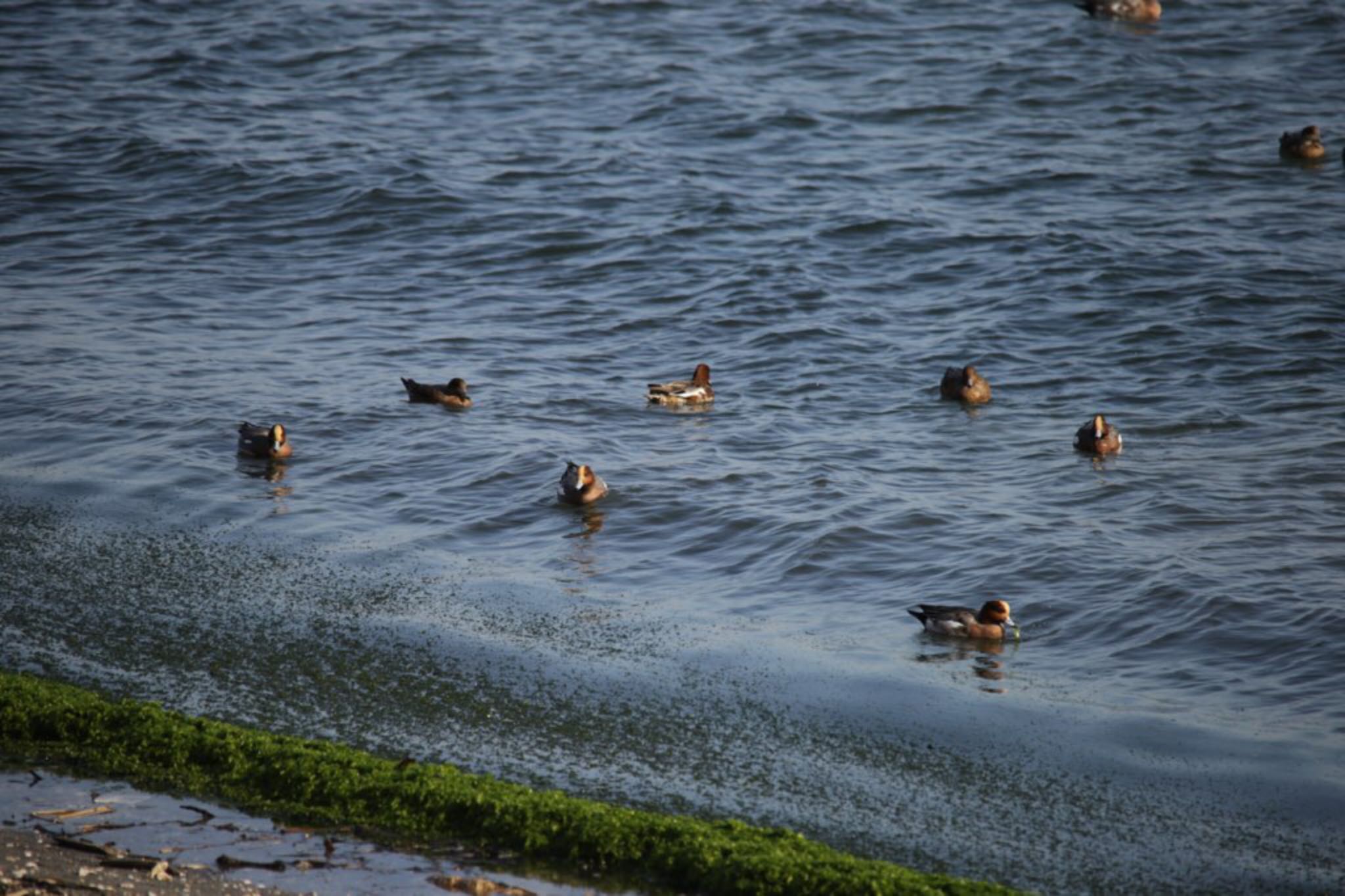 Eurasian Wigeon