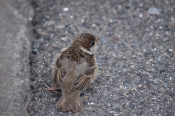 Eurasian Tree Sparrow Unknown Spots Unknown Date