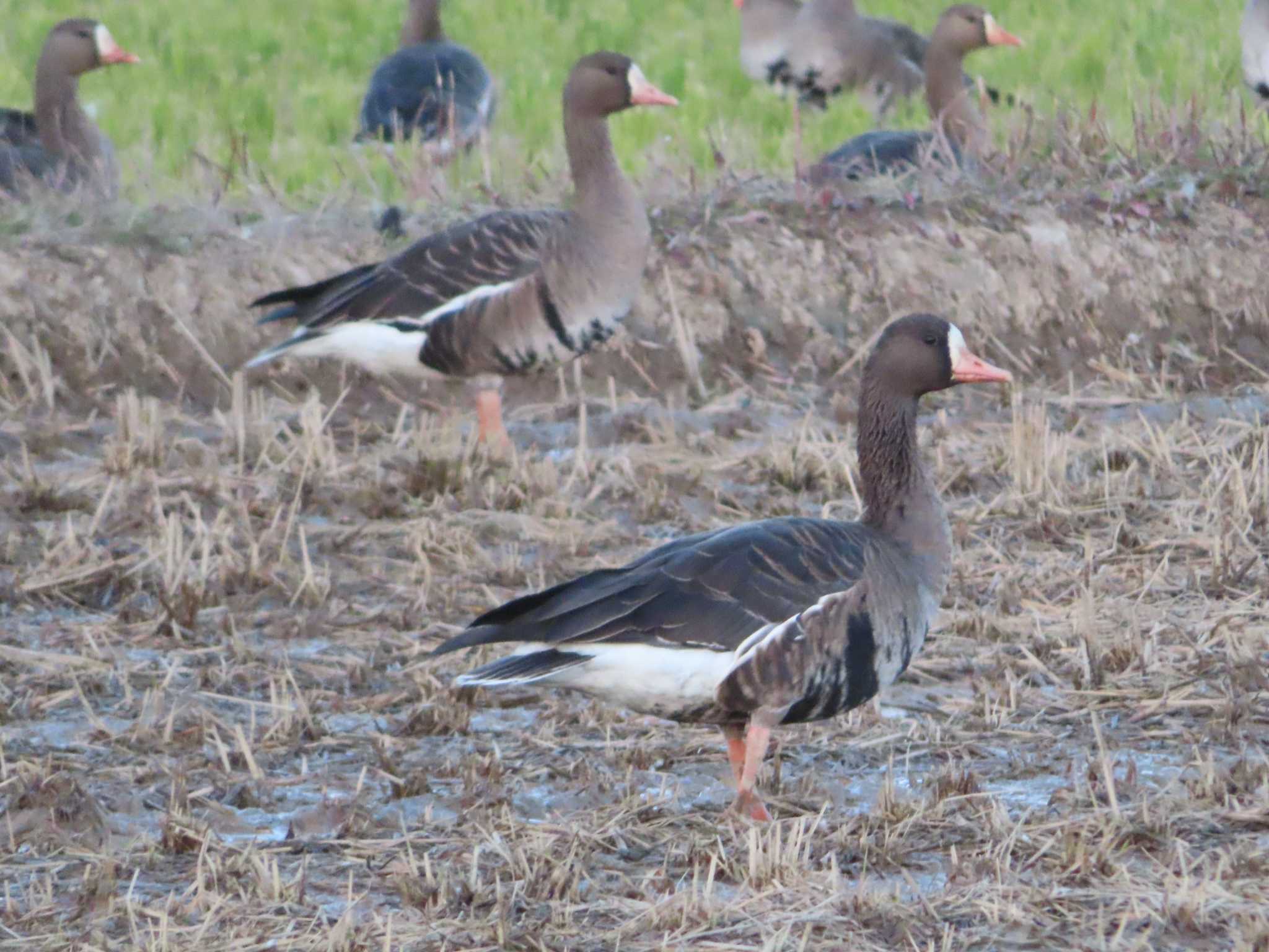 Greater White-fronted Goose