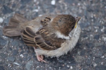 Eurasian Tree Sparrow Unknown Spots Unknown Date