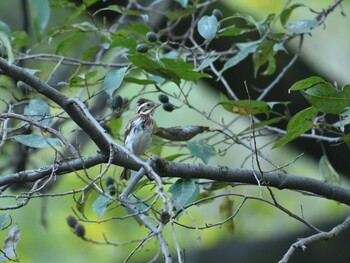 カシラダカ 東京港野鳥公園 2021年11月17日(水)