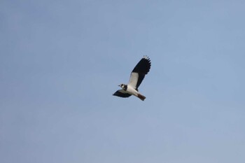 2021年11月14日(日) 稲敷市の野鳥観察記録