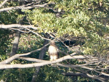 ノスリ 東京港野鳥公園 2021年11月14日(日)