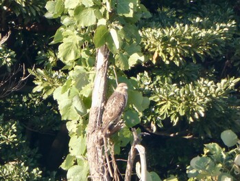 Eastern Buzzard Tokyo Port Wild Bird Park Sun, 11/14/2021