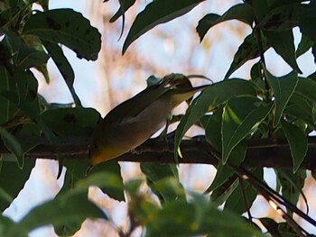 Warbling White-eye 横浜市戸塚区 Wed, 11/17/2021