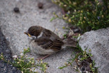 Eurasian Tree Sparrow Unknown Spots Unknown Date