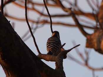 Japanese Pygmy Woodpecker 源氏山公園(鎌倉市) Wed, 11/17/2021