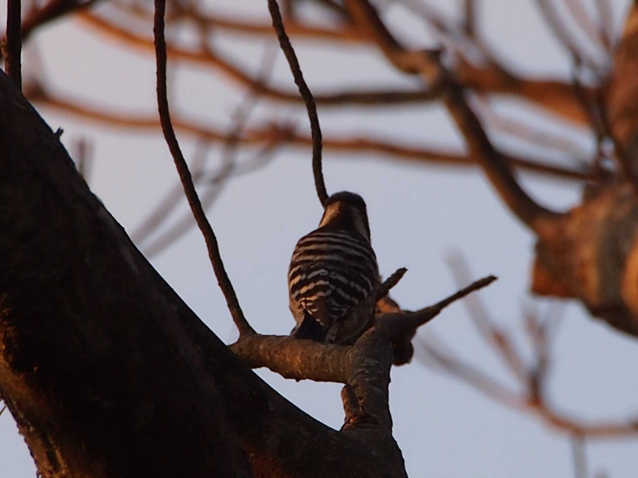 Photo of Japanese Pygmy Woodpecker at 源氏山公園(鎌倉市) by 塩昆布長