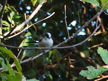 Long-tailed Tit 源氏山公園(鎌倉市) Wed, 11/17/2021