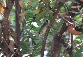 Kamchatka Leaf Warbler Kasai Rinkai Park Tue, 9/28/2021
