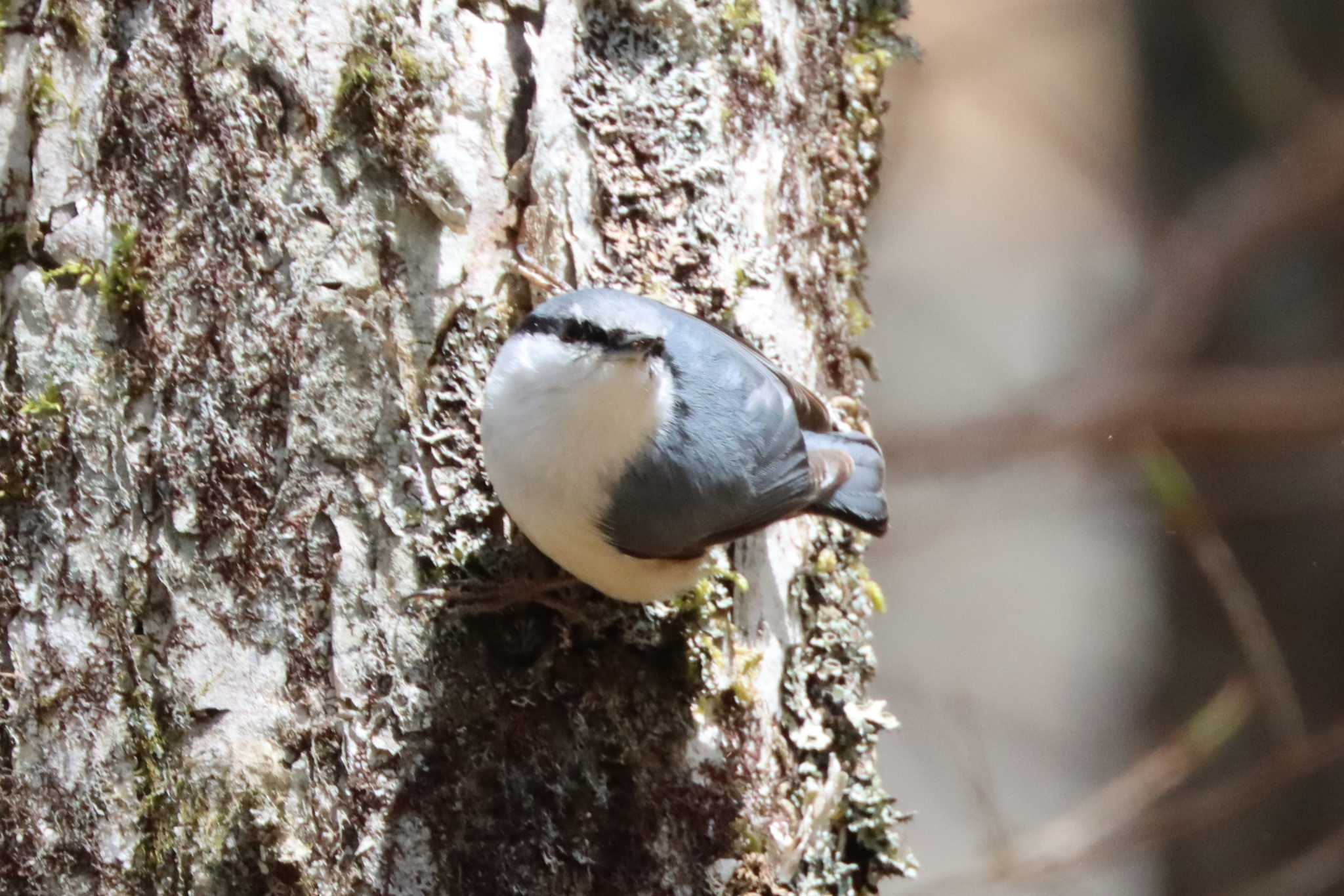 Photo of Eurasian Nuthatch at 高鉢駐車場 by ぼぼぼ