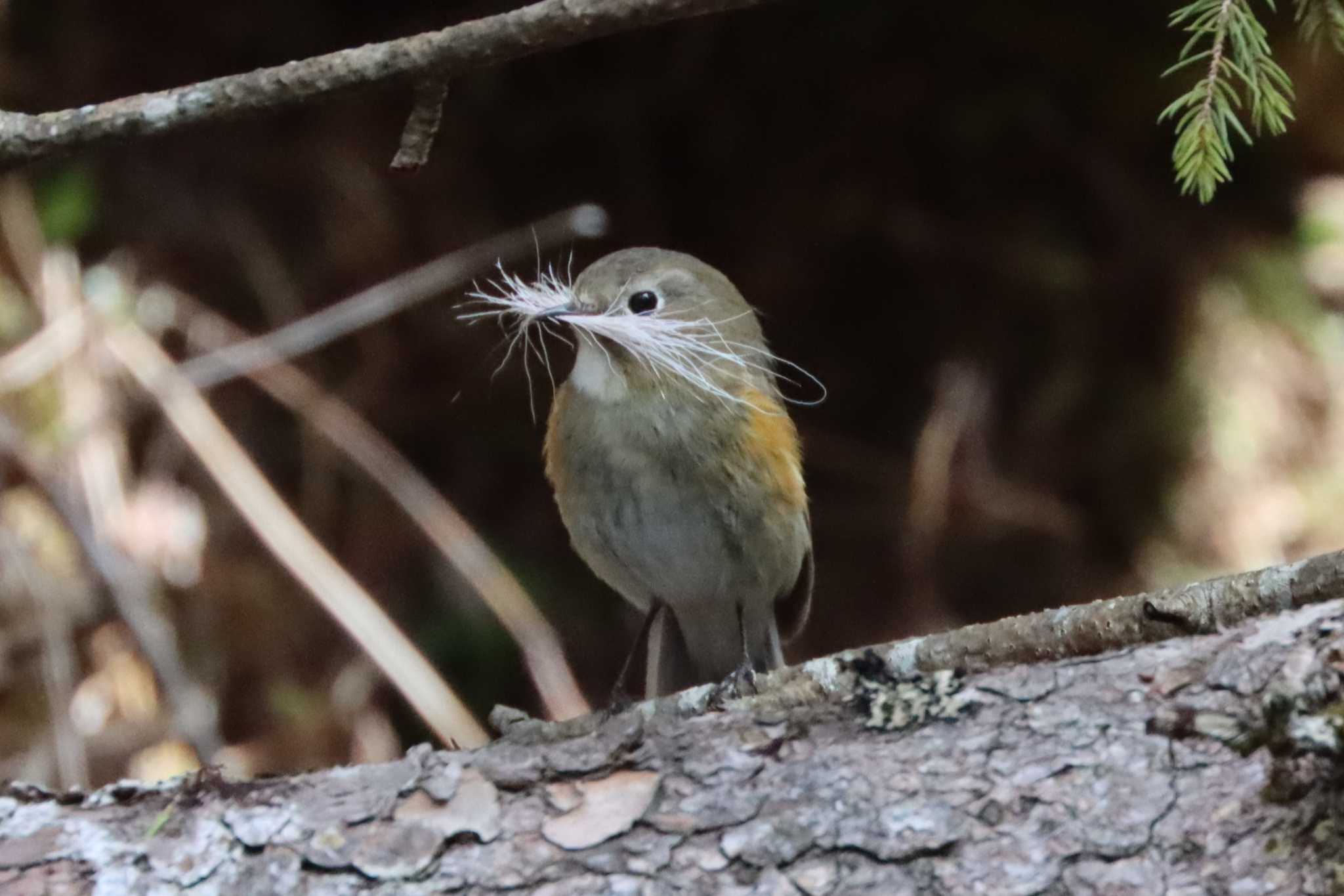 Photo of Red-flanked Bluetail at 高鉢駐車場 by ぼぼぼ