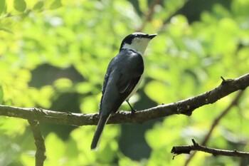 2021年5月8日(土) 早戸川林道の野鳥観察記録