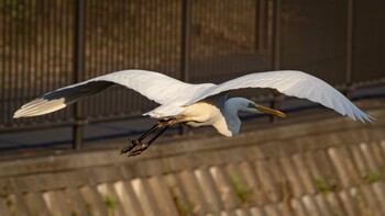 ダイサギ 境川 2021年11月17日(水)