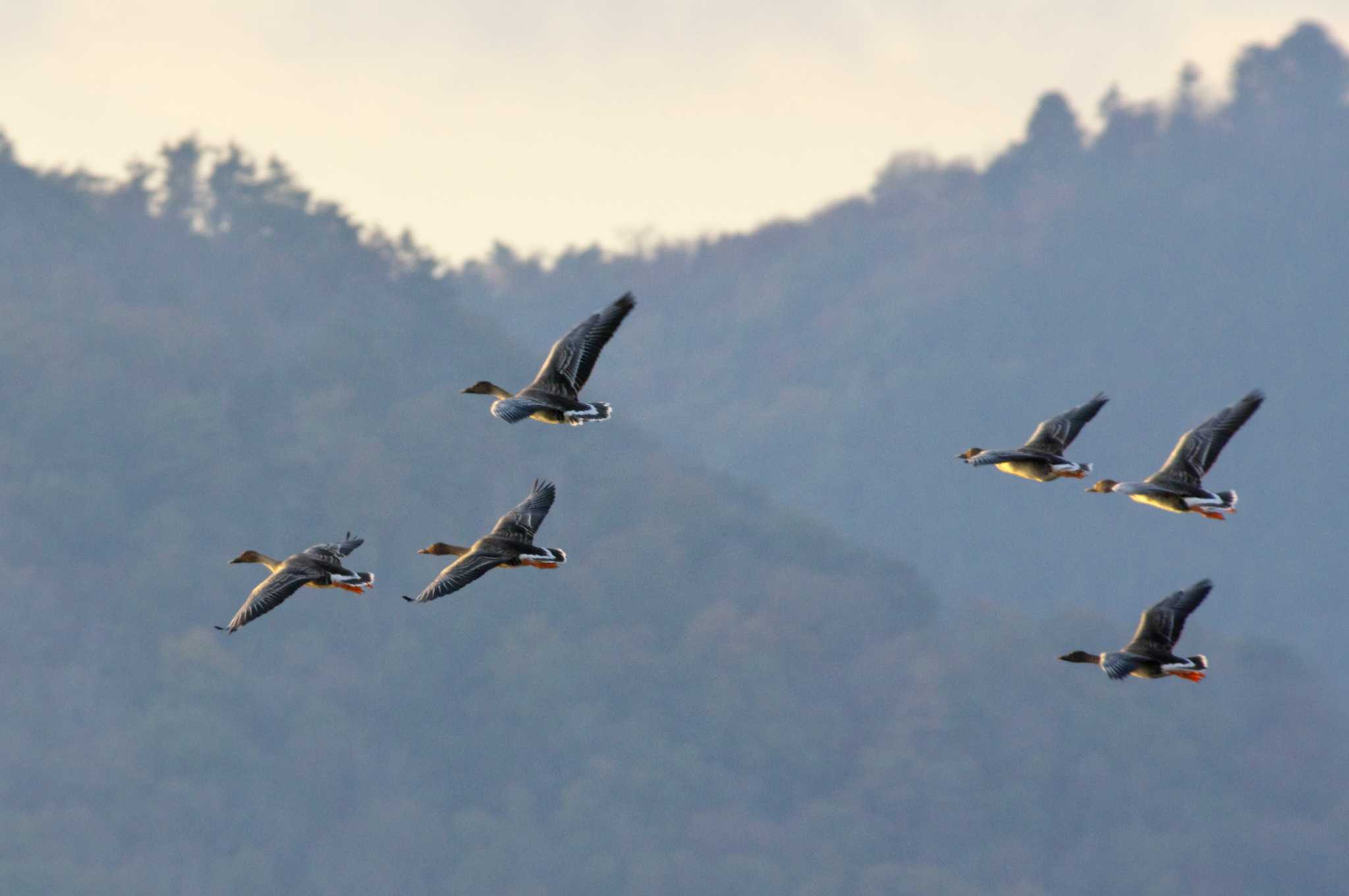 湖北水鳥センター オオヒシクイの写真 by KERON