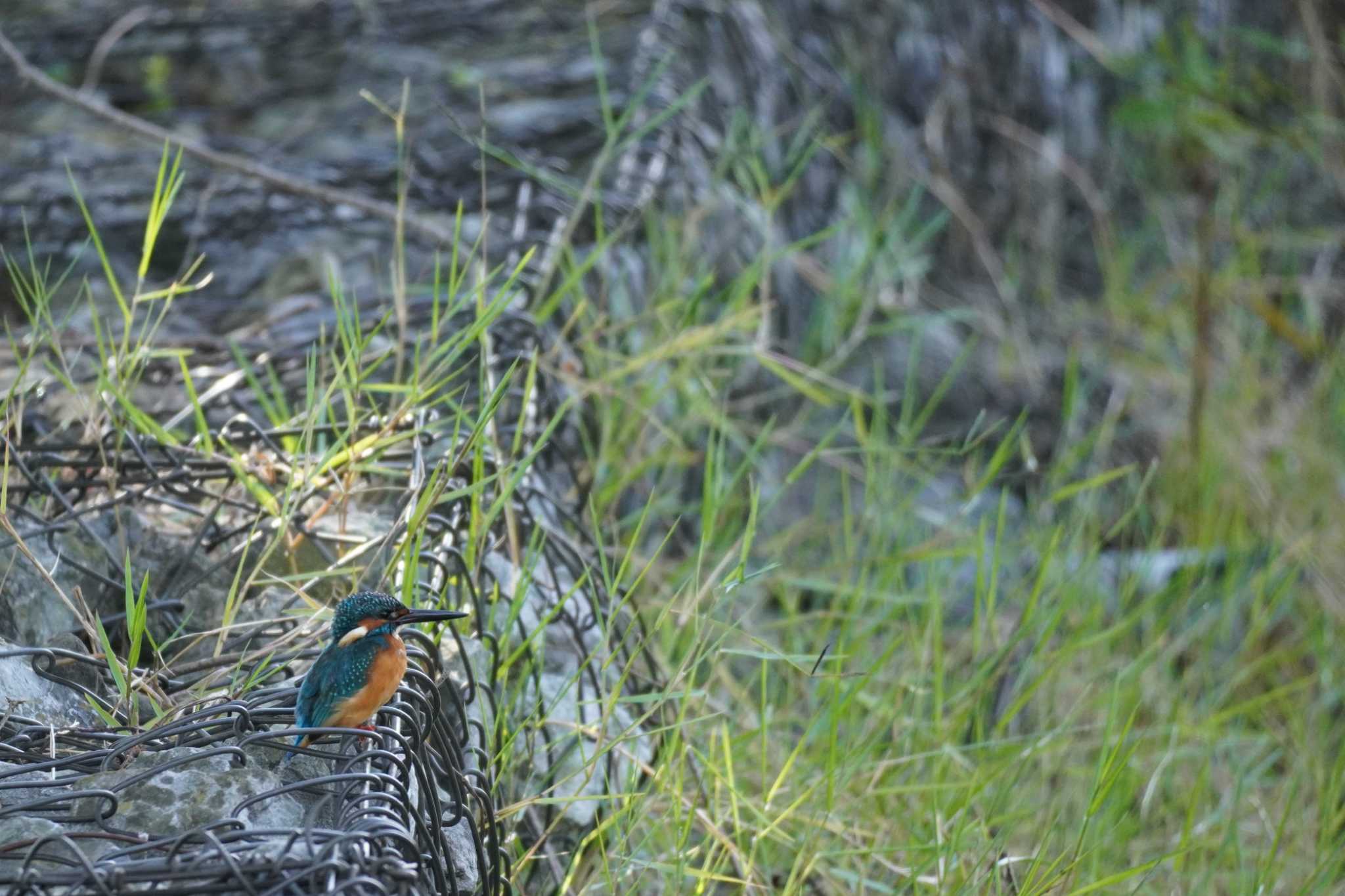 埼玉県 カワセミの写真 by どばと