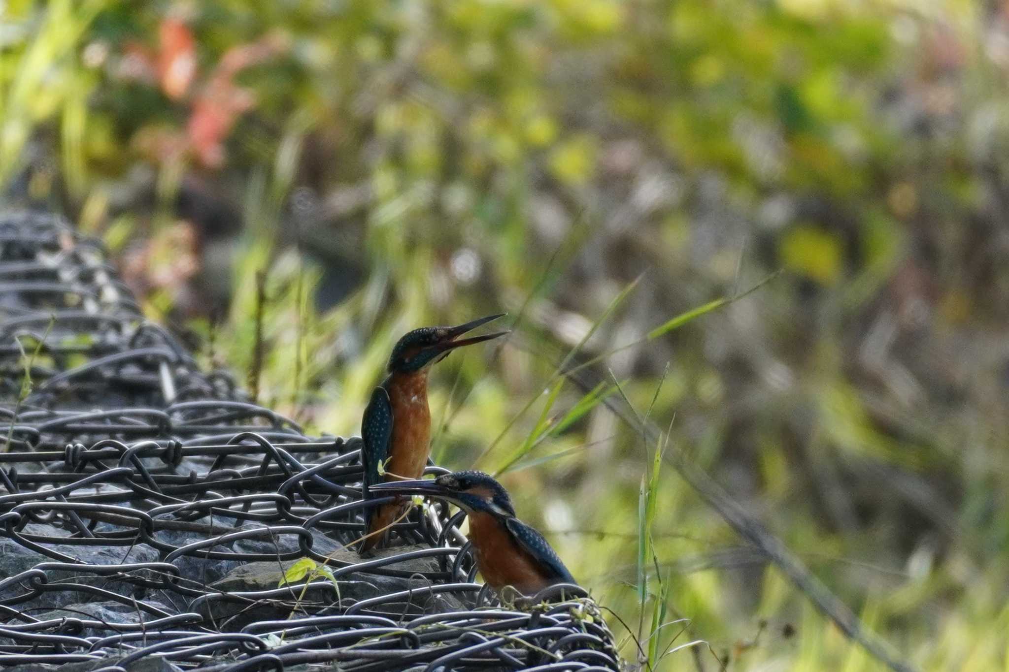 カワセミ