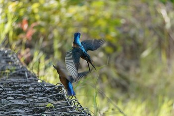 2021年10月25日(月) 埼玉県の野鳥観察記録