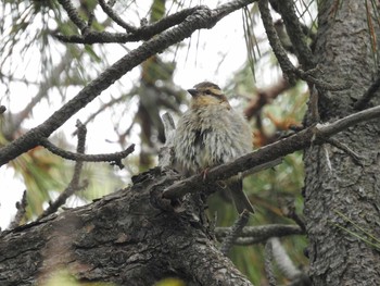 Russet Sparrow Hegura Island Tue, 5/9/2017