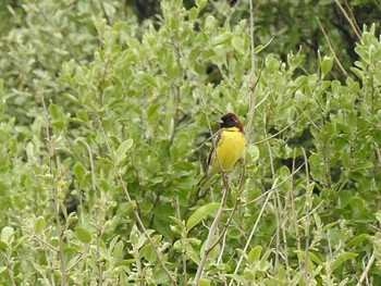 Yellow-breasted Bunting Hegura Island Tue, 5/9/2017