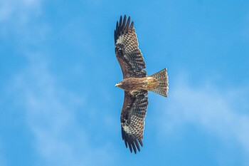 Black Kite 天満大池 Thu, 10/14/2021