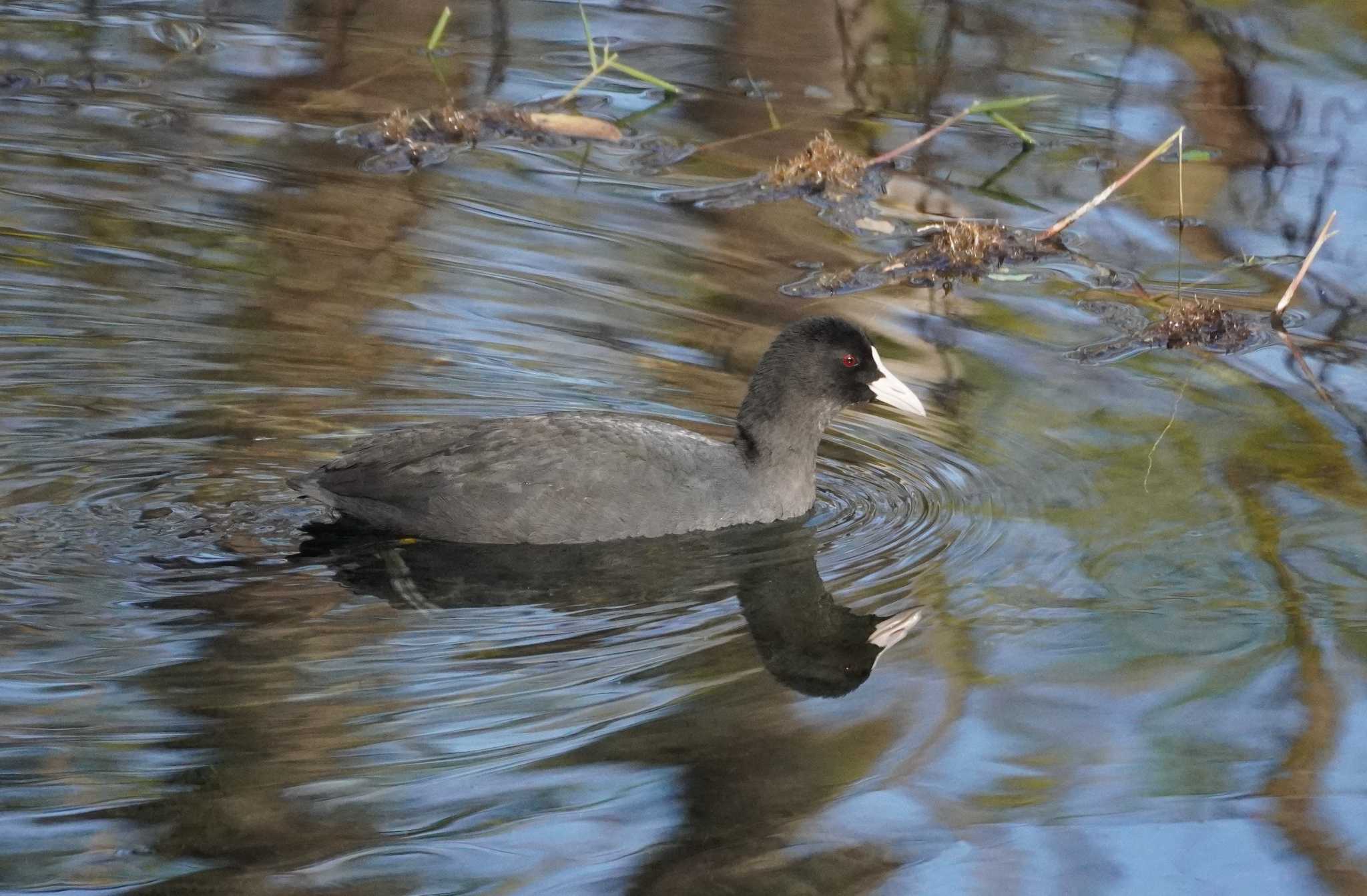 Photo of Eurasian Coot at 羽村堰 by たっちゃんち