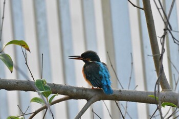 カワセミ 長浜公園 2021年11月18日(木)