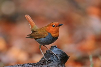 Japanese Robin