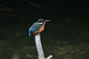 カワセミ 長浜公園 2021年11月18日(木)