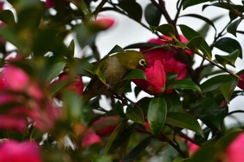 メジロ 長浜公園 2021年11月18日(木)