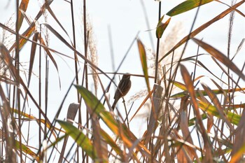 オオジュリン 長浜公園 2021年11月18日(木)