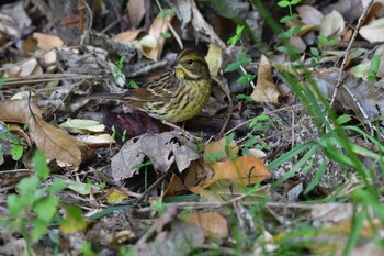 2021年11月18日(木) 長浜公園の野鳥観察記録