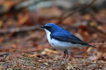 Siberian Blue Robin Unknown Spots Sat, 5/13/2017