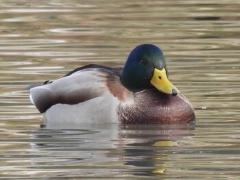 2021年11月14日(日) 岡山県の野鳥観察記録