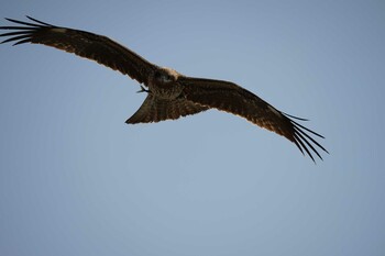 Thu, 11/18/2021 Birding report at 恵曇漁港