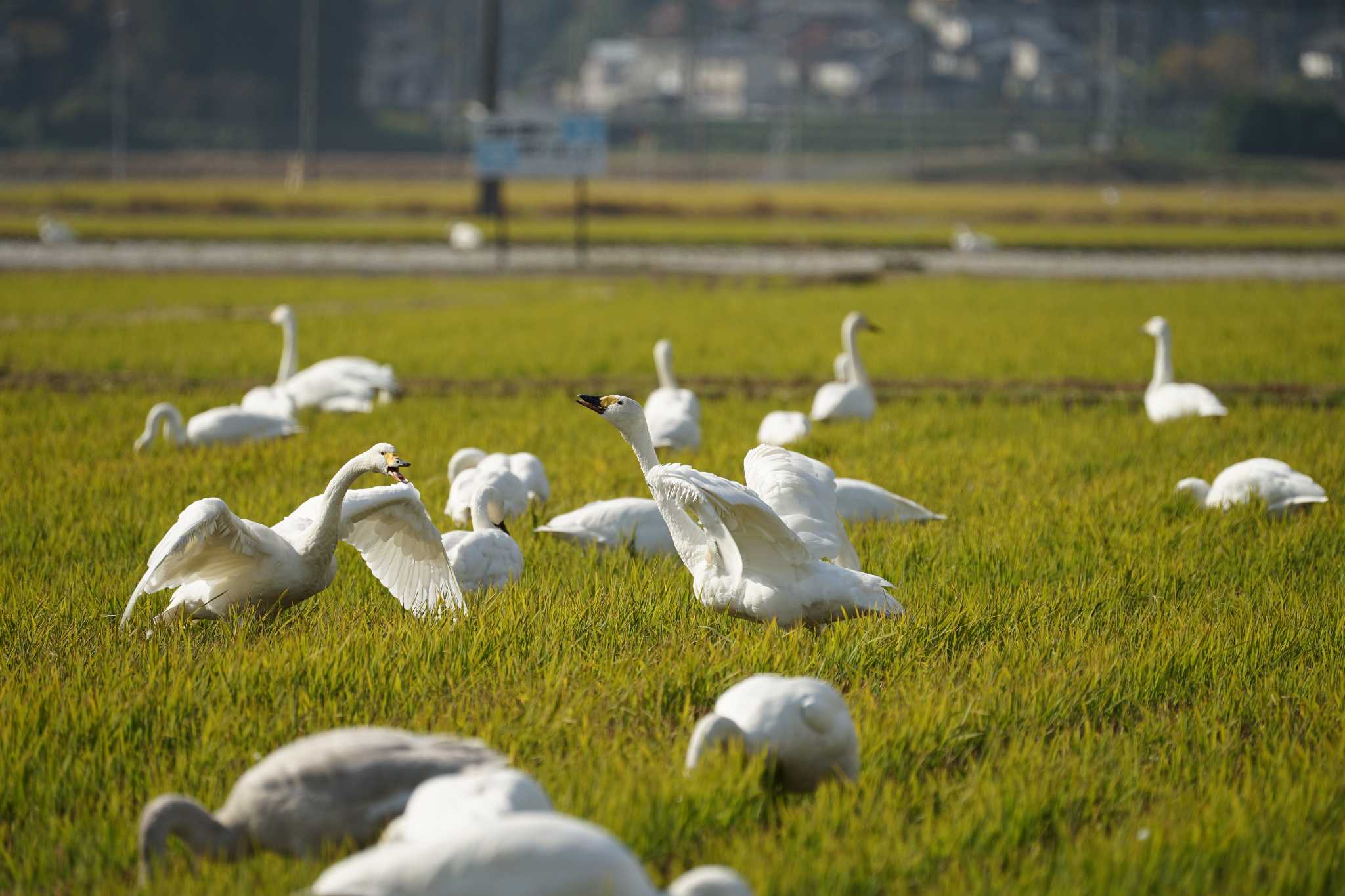 潟ノ内(島根県松江市) コハクチョウの写真