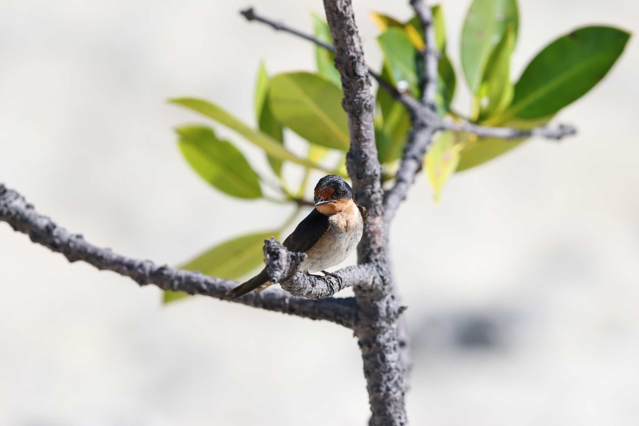 Photo of Pacific Swallow at Olango Island Wildlife Sanctuary by Trio