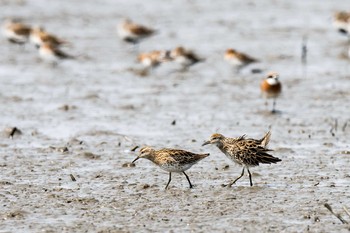 Sharp-tailed Sandpiper Daijugarami Higashiyoka Coast Sun, 4/30/2017