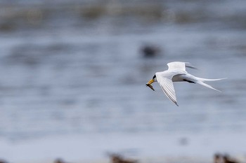 Little Tern Daijugarami Higashiyoka Coast Sun, 4/30/2017