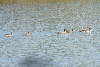 Northern Pintail 昆陽池 Wed, 11/17/2021