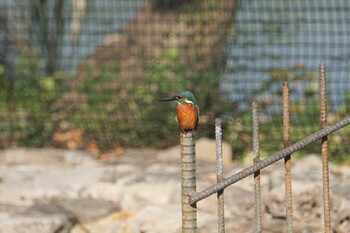 Common Kingfisher 昆陽池 Wed, 11/17/2021