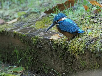 カワセミ 薬師池公園にて 2021年11月15日(月)