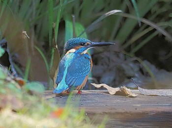 Common Kingfisher 薬師池公園にて Mon, 11/15/2021